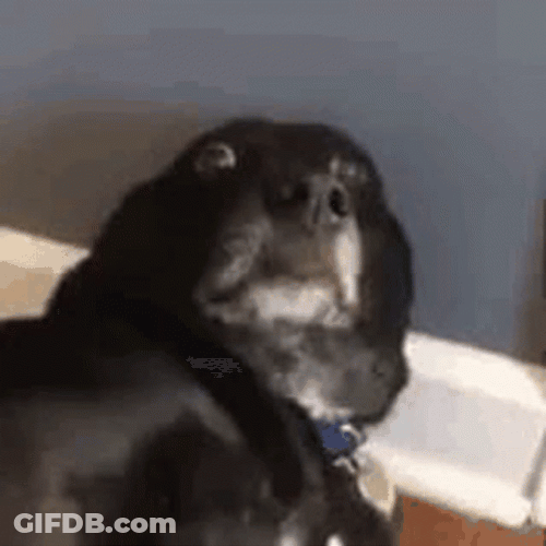 Cute Terrified Black Dog GIF