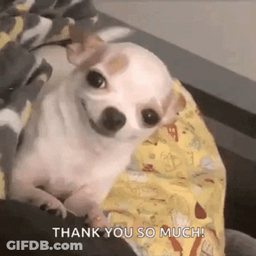 Cute Thank You Chihuahua Wagging Tail GIF