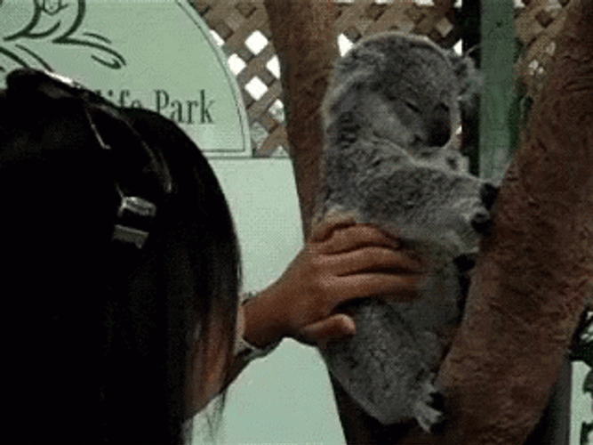 Cute Tickling Koala GIF