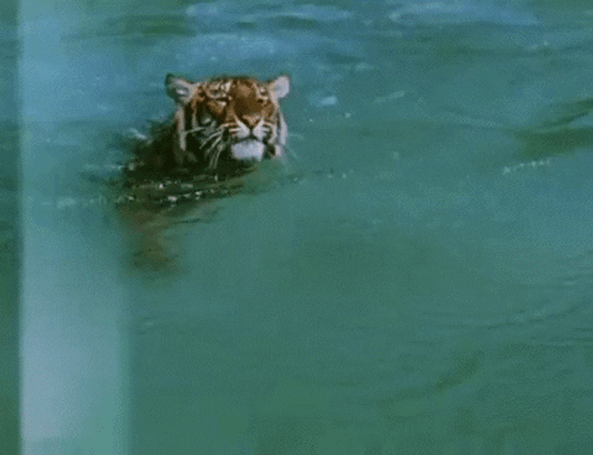 Cute Tiger Swimming GIF