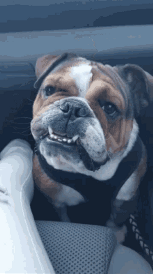 Cute Tilting Bulldog Head GIF