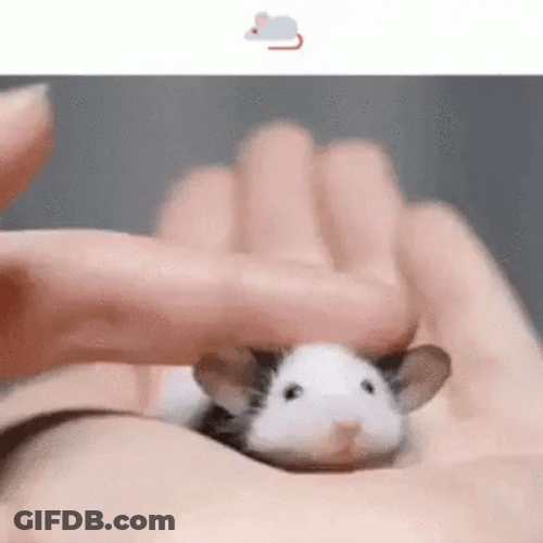 Cute Tiny Mouse On A Hand GIF