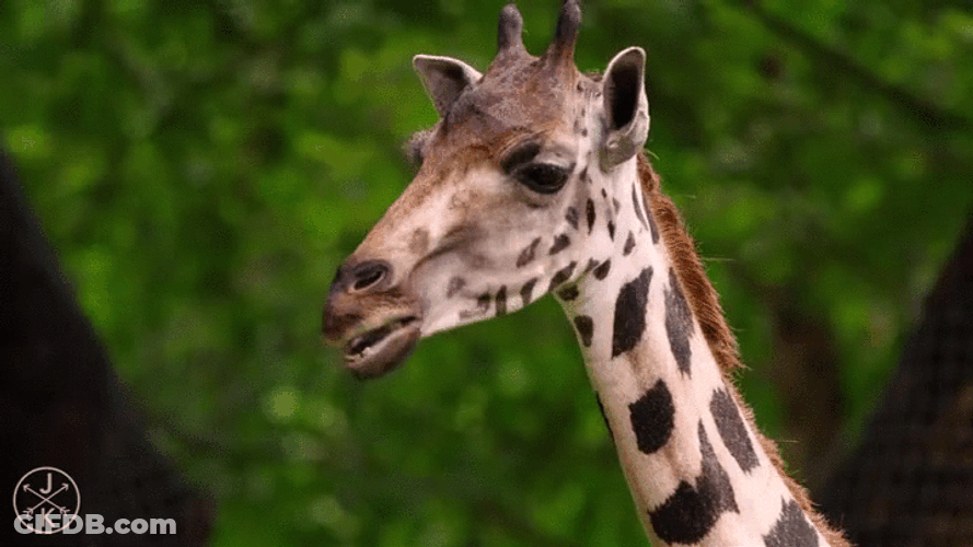 Cute Tongue Baby Giraffe GIF