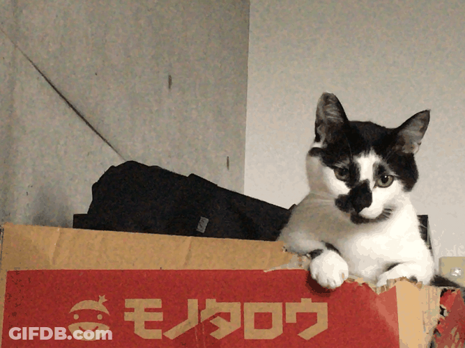 Cute Tongue Lick Cat GIF
