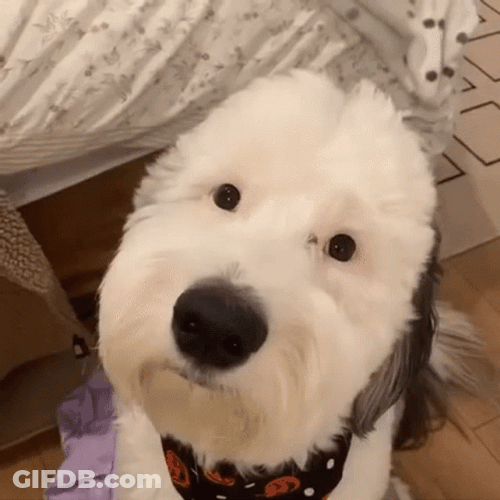 Cute Tuesday Clueless Poodle GIF