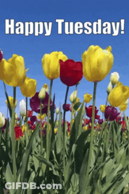 Cute Tuesday Colorful Tulips GIF