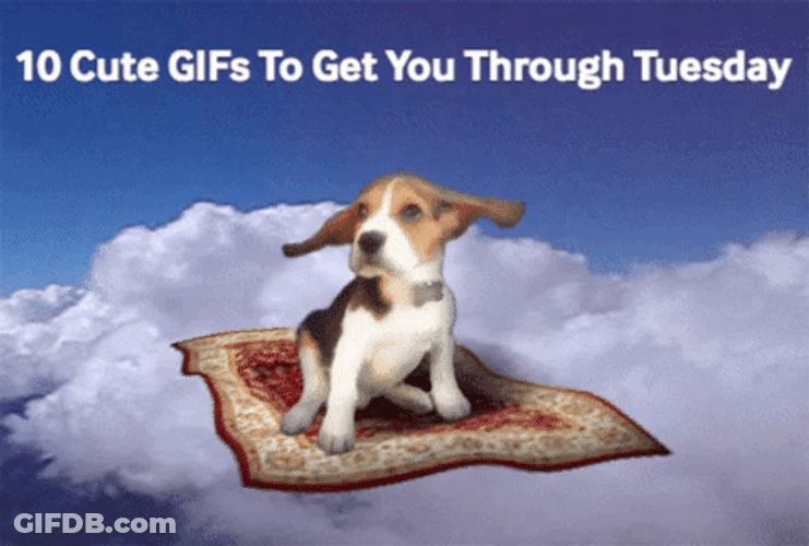 Cute Tuesday Dog Flying GIF