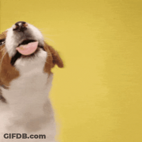 Cute Tuesday Dogs Tongue Out GIF