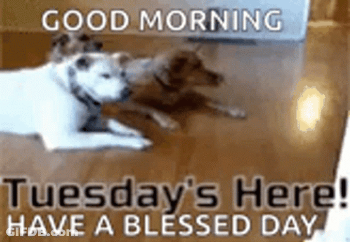 Cute Tuesday Electric Mop Dog On Top GIF