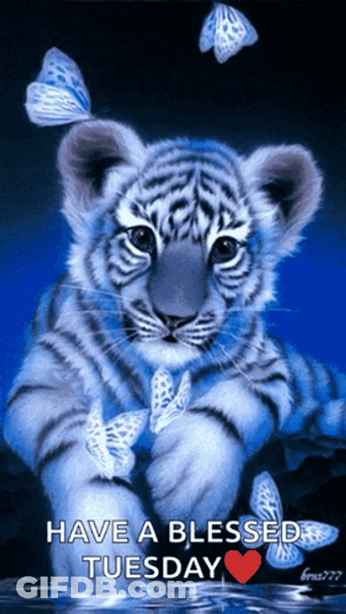 Cute Tuesday Lion Cub GIF
