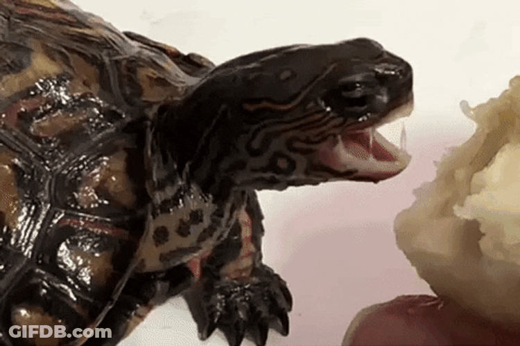 Cute Turtle Eating Banana GIF