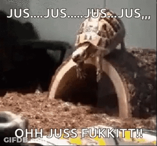 Cute Turtle Funny Faceplant Fall GIF