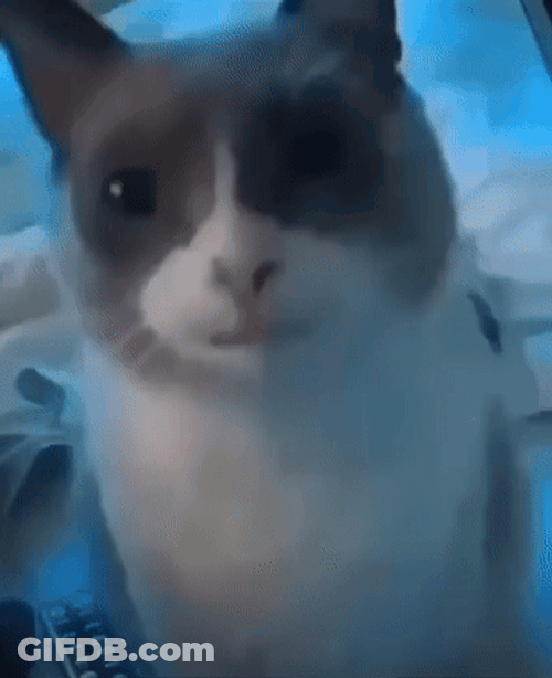 Cute Tuxedo Cat Swallow GIF