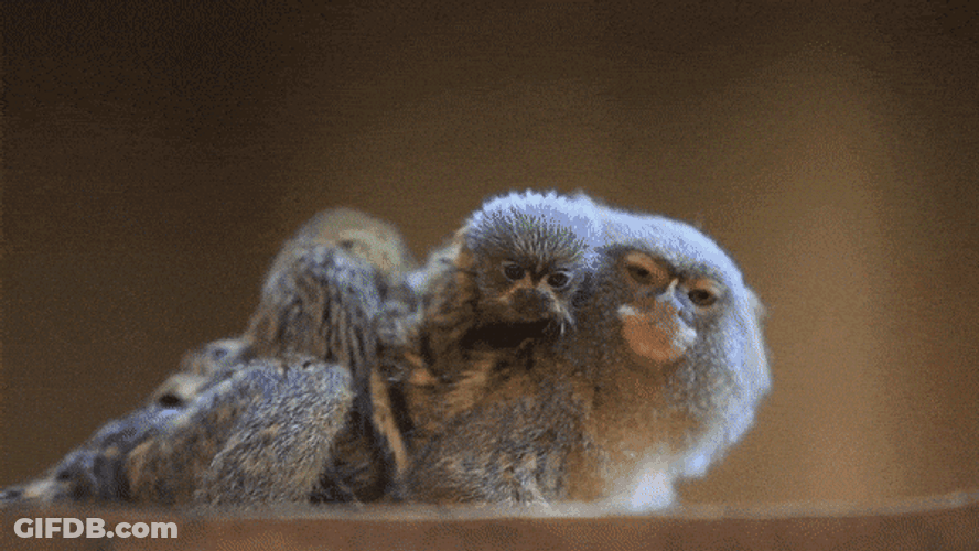 Cute Twin Baby Pygmy Marmoset Monkey Peeking GIF