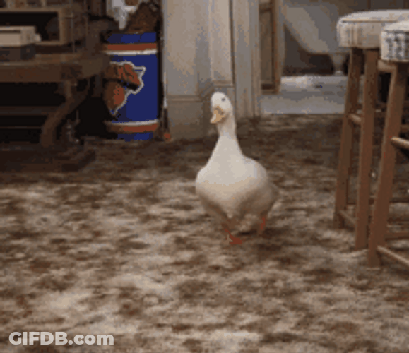 Cute Walking Duck Apartment Friends Sitcom GIF