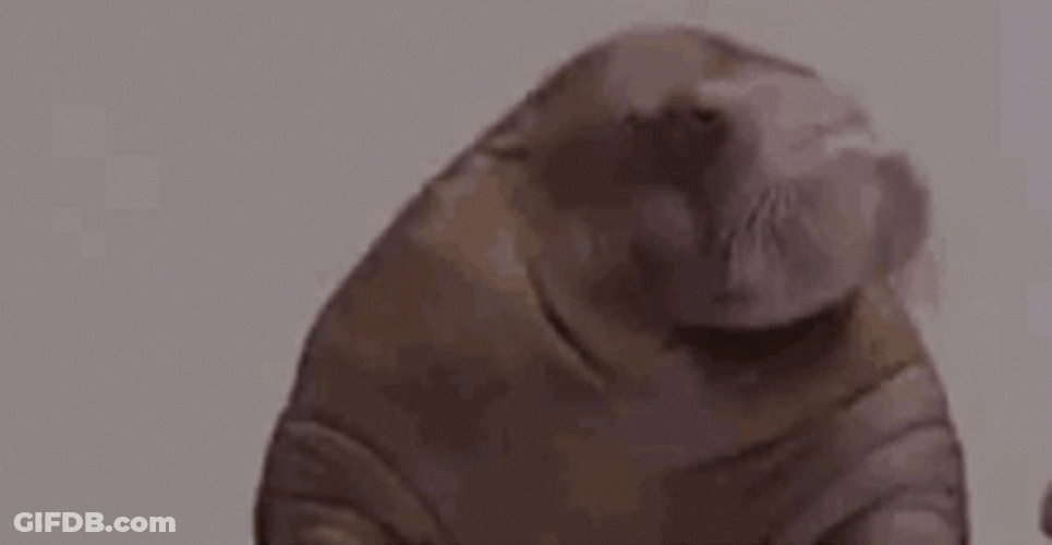 Cute Walrus Nodding Indeed GIF