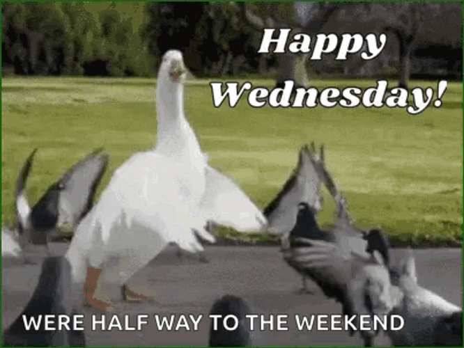 Cute Wednesday Dancing Animals GIF