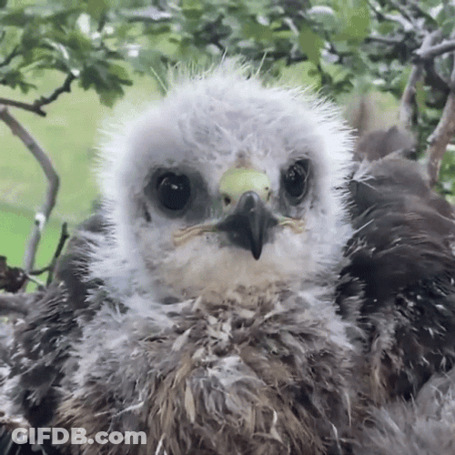 Cute White Black Hawk Windy GIF