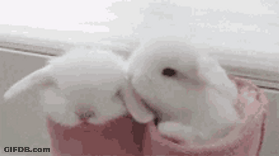 Cute White Bunnies Licking Ear GIF
