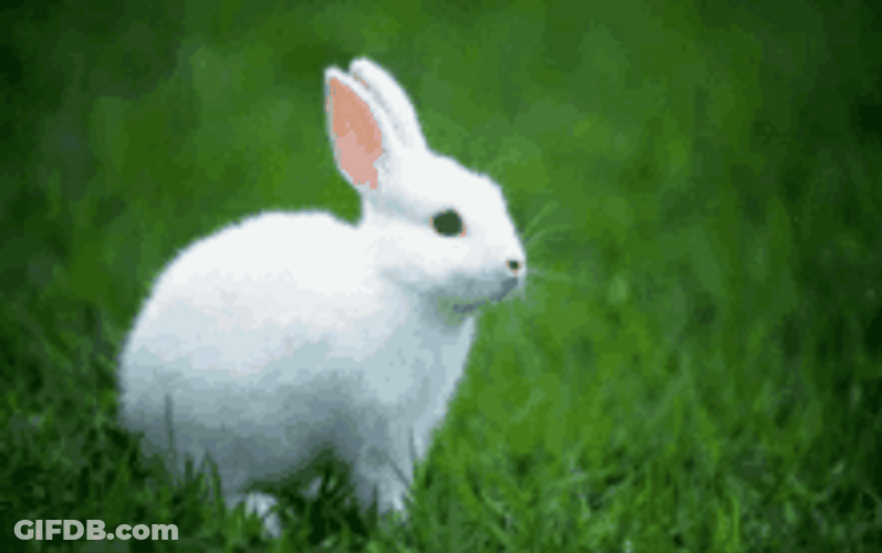 Cute White Bunny In The Grass GIF