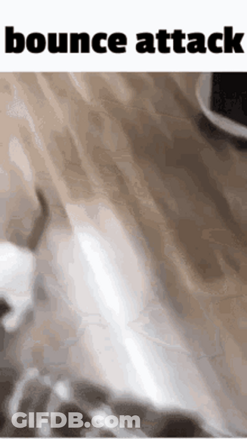 Cute White Cat Bounce Attack GIF