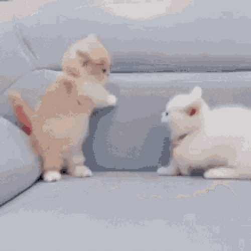 Cute White Cat Fighting GIF