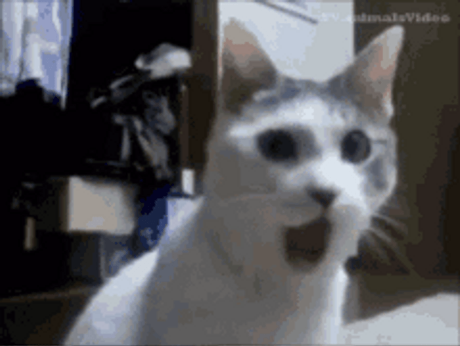 Cute White Cat Surprised Face GIF