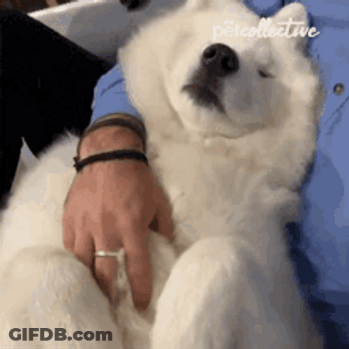 Cute White Dog Hug GIF
