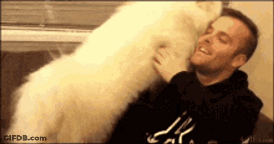 Cute White Dog Hug GIF
