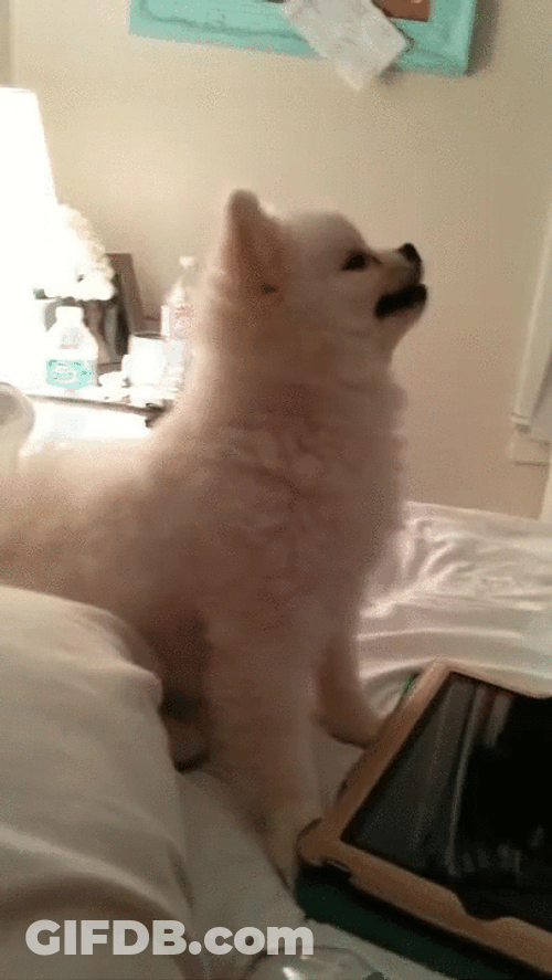 Cute White Dog Sneeze GIF