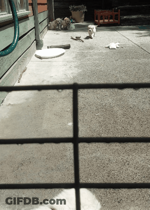 Cute White Dogs Called For Lunch Time GIF