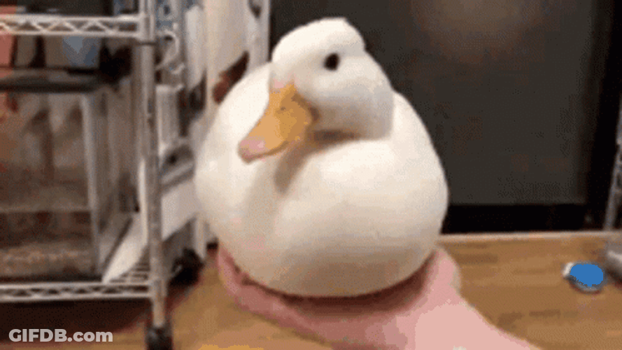 Cute White Duck Nice Meme GIF