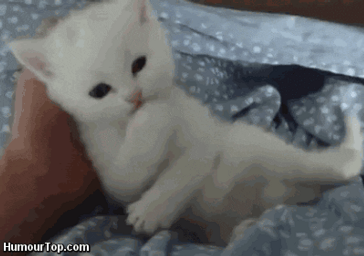 Cute White Moving Cat Biting Hand GIF