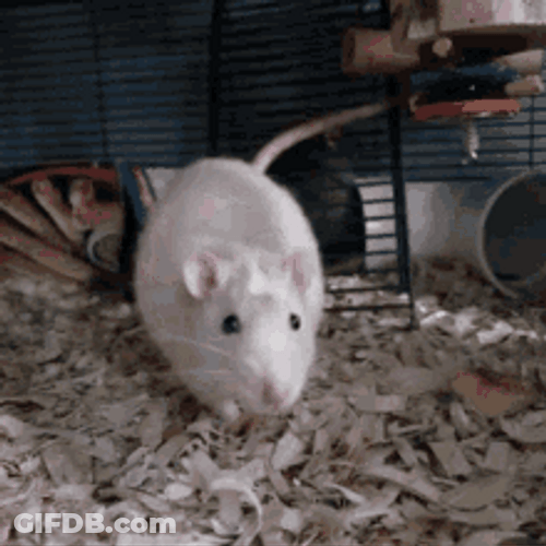 Cute White Rat Camera Playful GIF