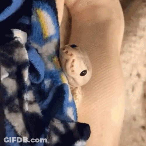Cute White Snake Yawning GIF