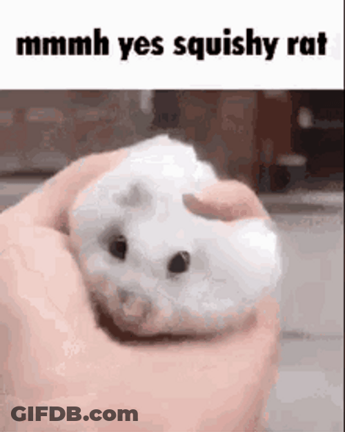Cute White Squishy Rat GIF