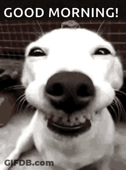 Cute Wide Smile Good Morning Puppy Greeting GIF