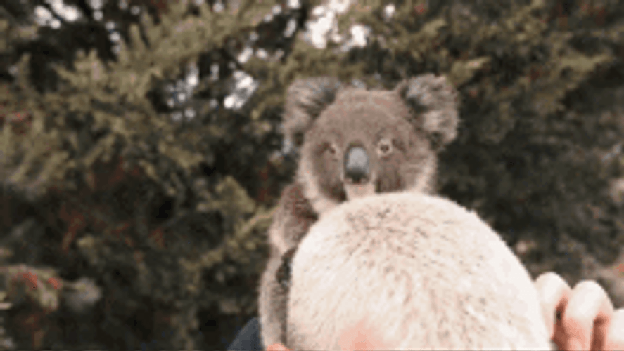 Cute Wild Koala Animal GIF