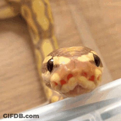 Cute Yellow Snake Hissing GIF