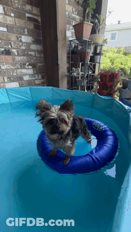Cute Yorkie Dogpool GIF