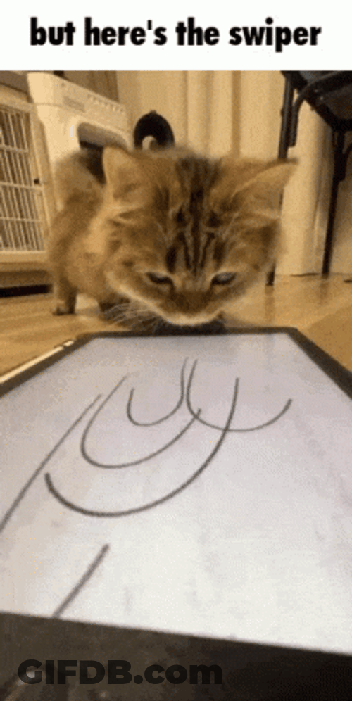Cutest Phone Swiper Ever Seen GIF