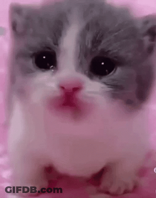 Cutie Face Of Crying Cat GIF