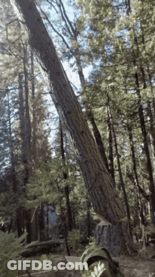 Cutting Big Tree In The Forest GIF