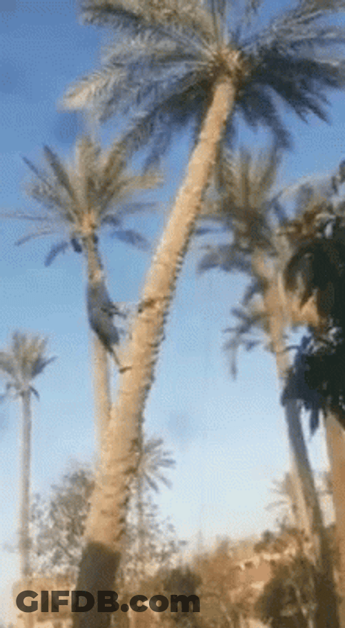 Cutting Coconut Tree GIF