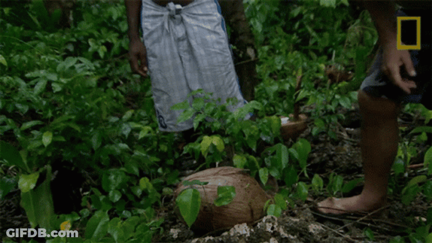Cutting The Coconut Tree Fruit GIF