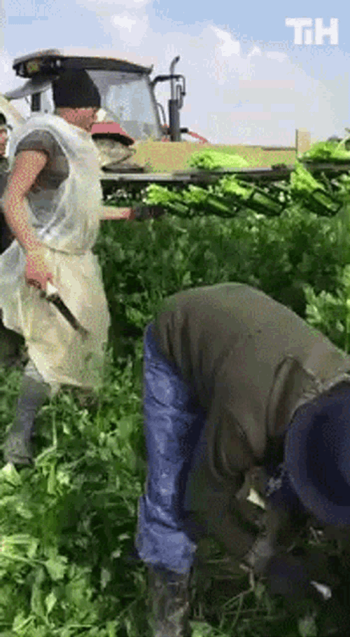 Cutting Vegetables This Is Happening GIF