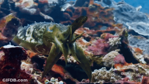 Cuttlefish Squid GIF