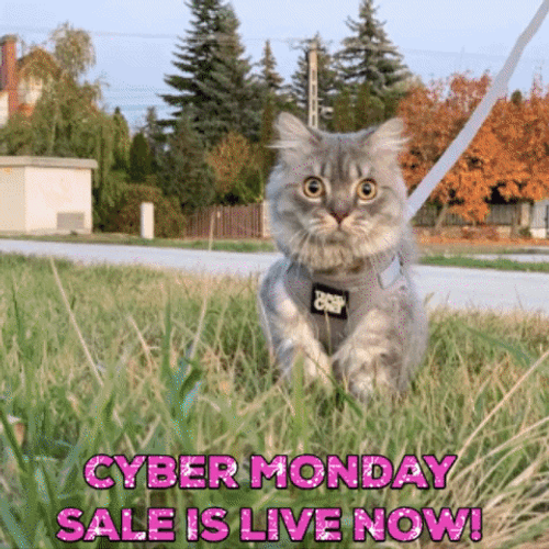 Cyber Monday Sale Live Now Cats Compilation GIF