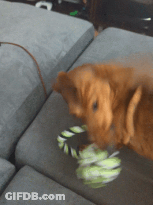 Dachshund Attacking Dog Toy GIF