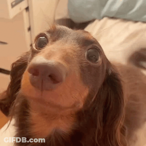 Dachshund Close-Up Looking Up At Camera GIF
